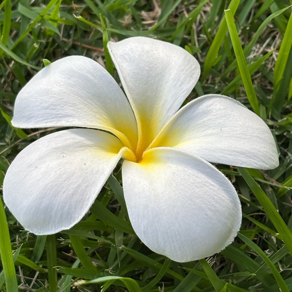 Meet your Posher, Iwalani - Picture 1 of 1